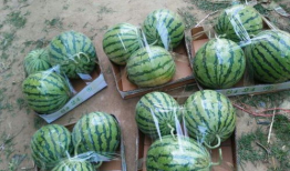 黑料吃瓜网回家路,回家路上的那些秘密与真相