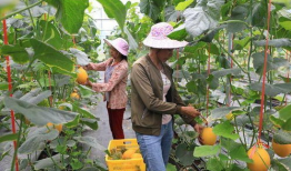 网红吃瓜云南怒江的,探寻云南秘境的美食与风情
