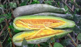 沈阳网红吃瓜视频,揭秘幕后故事与网友热议