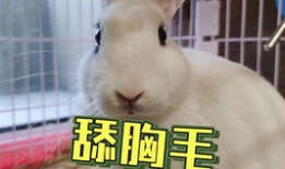 网红吃瓜事件狗头,狗头表情背后的网络狂欢与反思