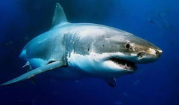 网红博主吃瓜鲨鱼,惊险瞬间引网友热议